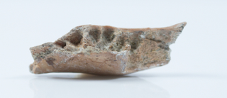A mandible discovered at the site.